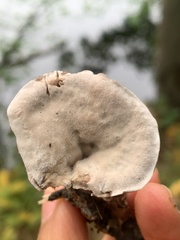Bankeraceae
