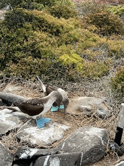 Sula nebouxii excisa