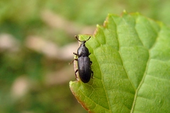 Cossonus impressifrons