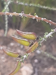 Aspalathus pinguis pinguis