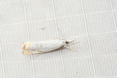 Crambus albellus