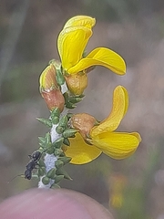 Aspalathus pinguis pinguis