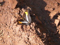 Adelpha malea