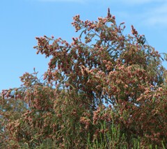Passerina corymbosa