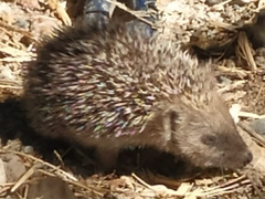 Erinaceus europaeus