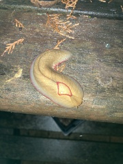 Triboniophorus graeffei