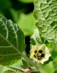 Physalis pubescens