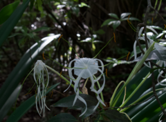 Hymenocallis