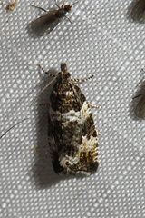 Olethreutes polluxana