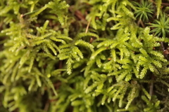 Eurhynchium angustirete