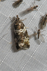 Olethreutes polluxana
