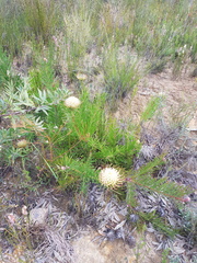 Leucospermum lineare