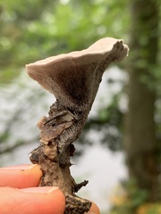 Bankeraceae
