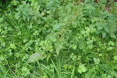 Rumex sanguineus