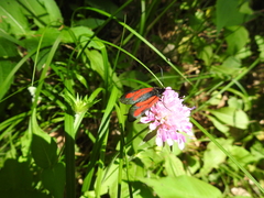Zygaena osterodensis