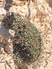 Limonium korakonisicum