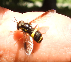 Chrysotoxum bicinctum