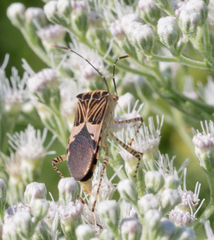 Hypselonotus punctiventris
