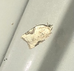 Acleris subnivana