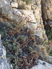 Limonium korakonisicum