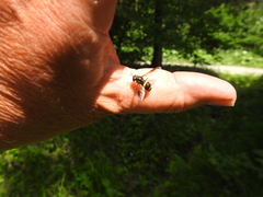 Chrysotoxum bicinctum