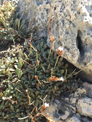 Limonium korakonisicum