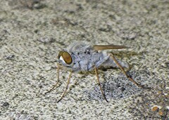 Therevidae