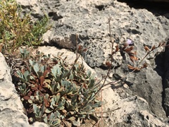 Limonium korakonisicum