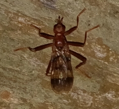 Pyrgotidae