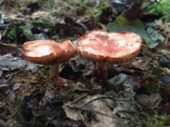 Cortinarius bolaris