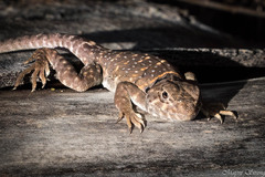 Crotaphytus collaris