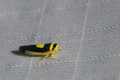 Colladonus clitellarius