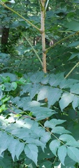 Aralia spinosa