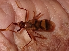 Pyrgotidae
