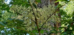 Aralia spinosa