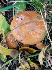 Cortinarius trivialis