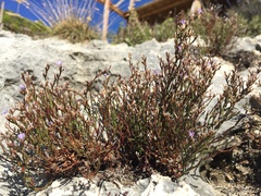 Limonium phitosianum