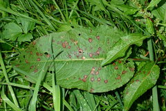 Rumex sanguineus