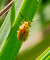 Ophraella notata