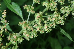 Rumex sanguineus