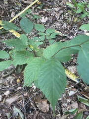 Ulmus rubra