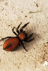 Phidippus apacheanus