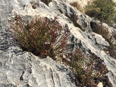 Limonium phitosianum