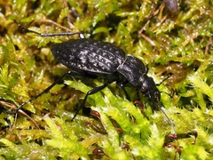 Carabus variolosus