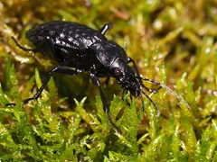 Carabus variolosus