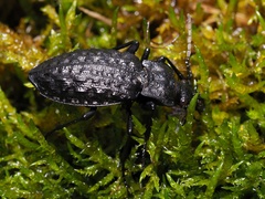 Carabus variolosus