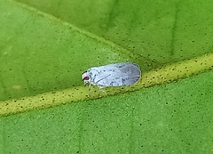 Akotropis