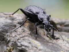 Carabus variolosus