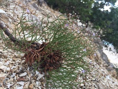 Limonium cephalonicum