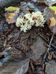 Clavulina coralloides